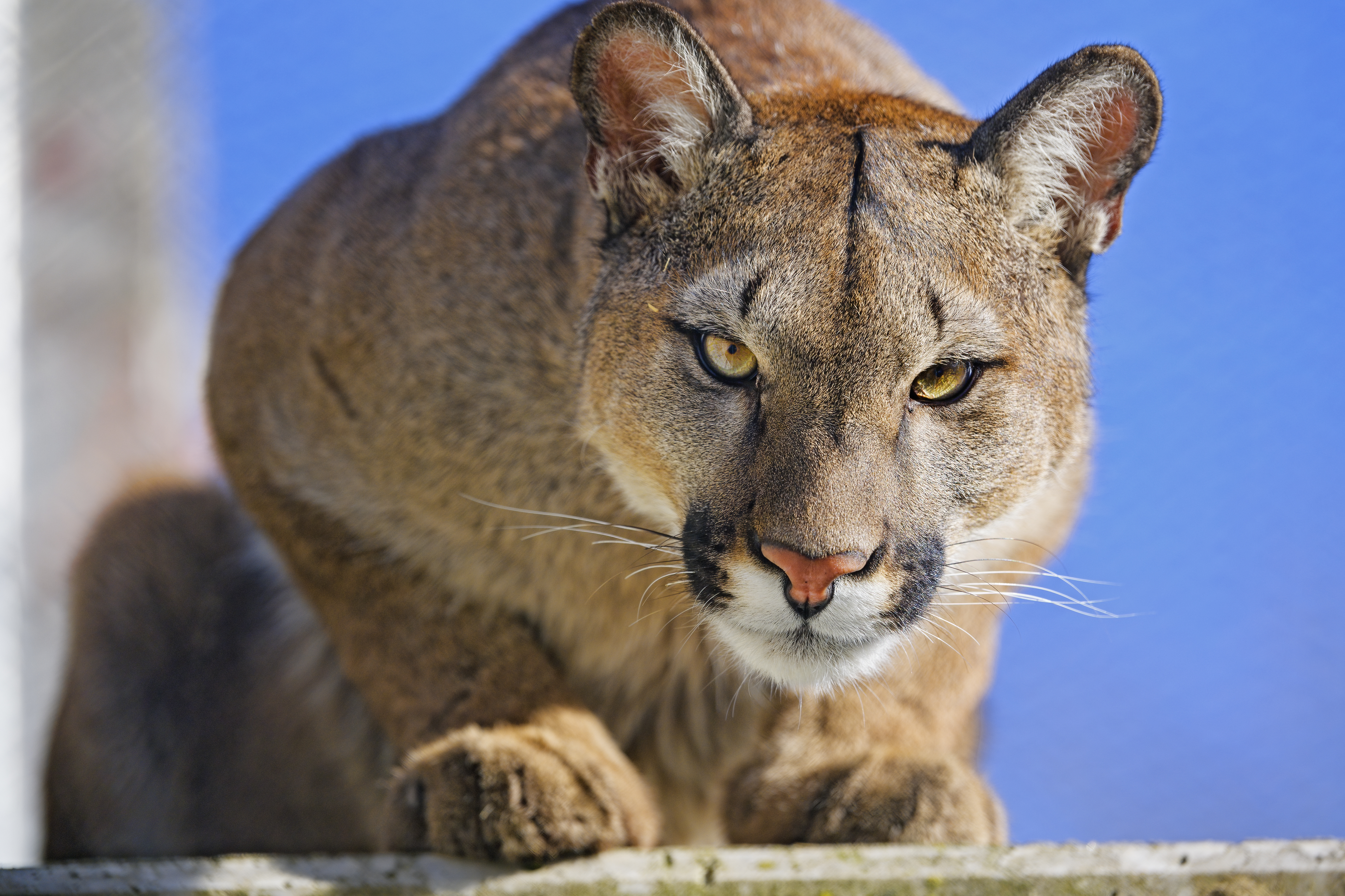 cougar crouched facing camera