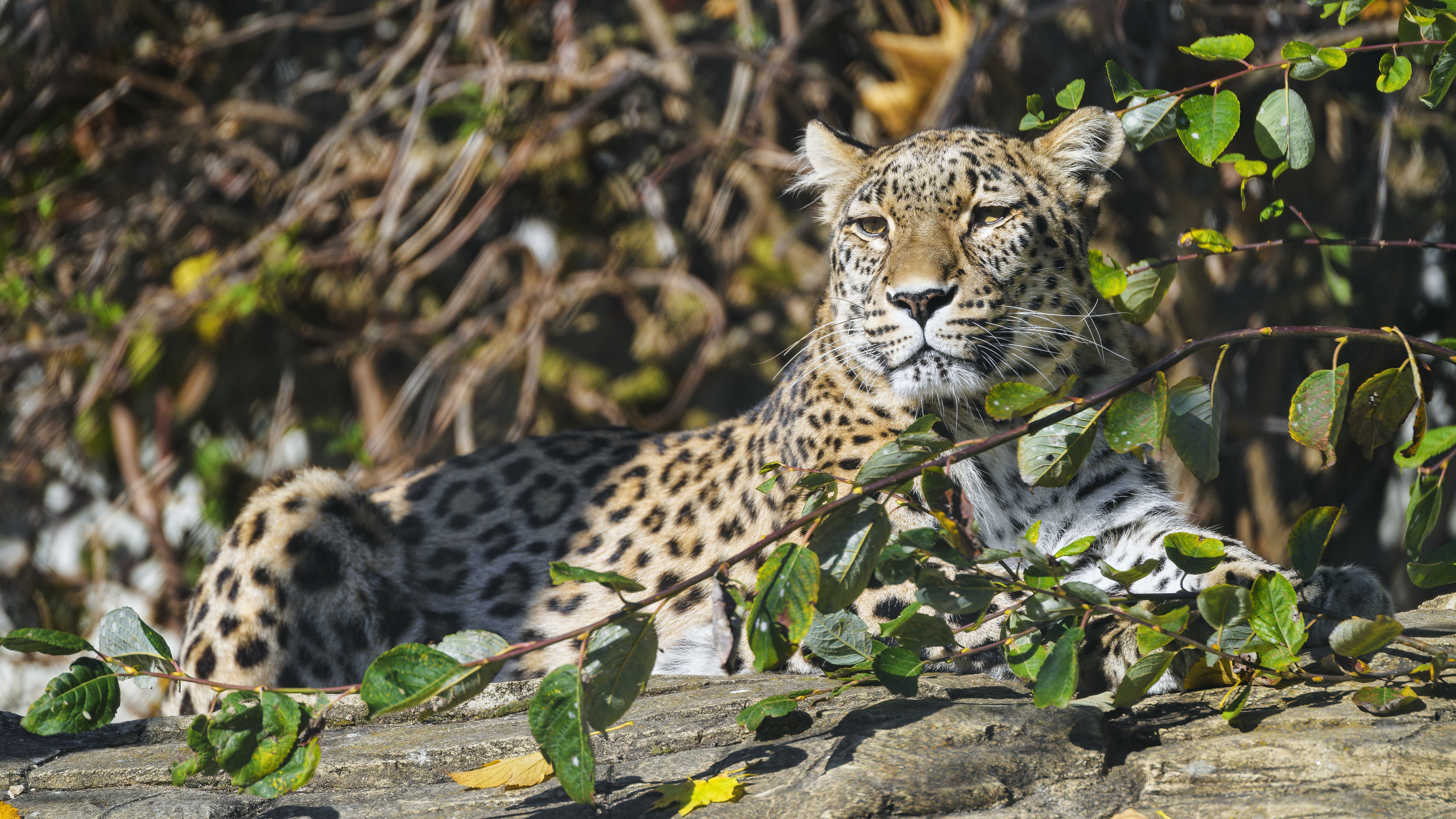 reclining leopard