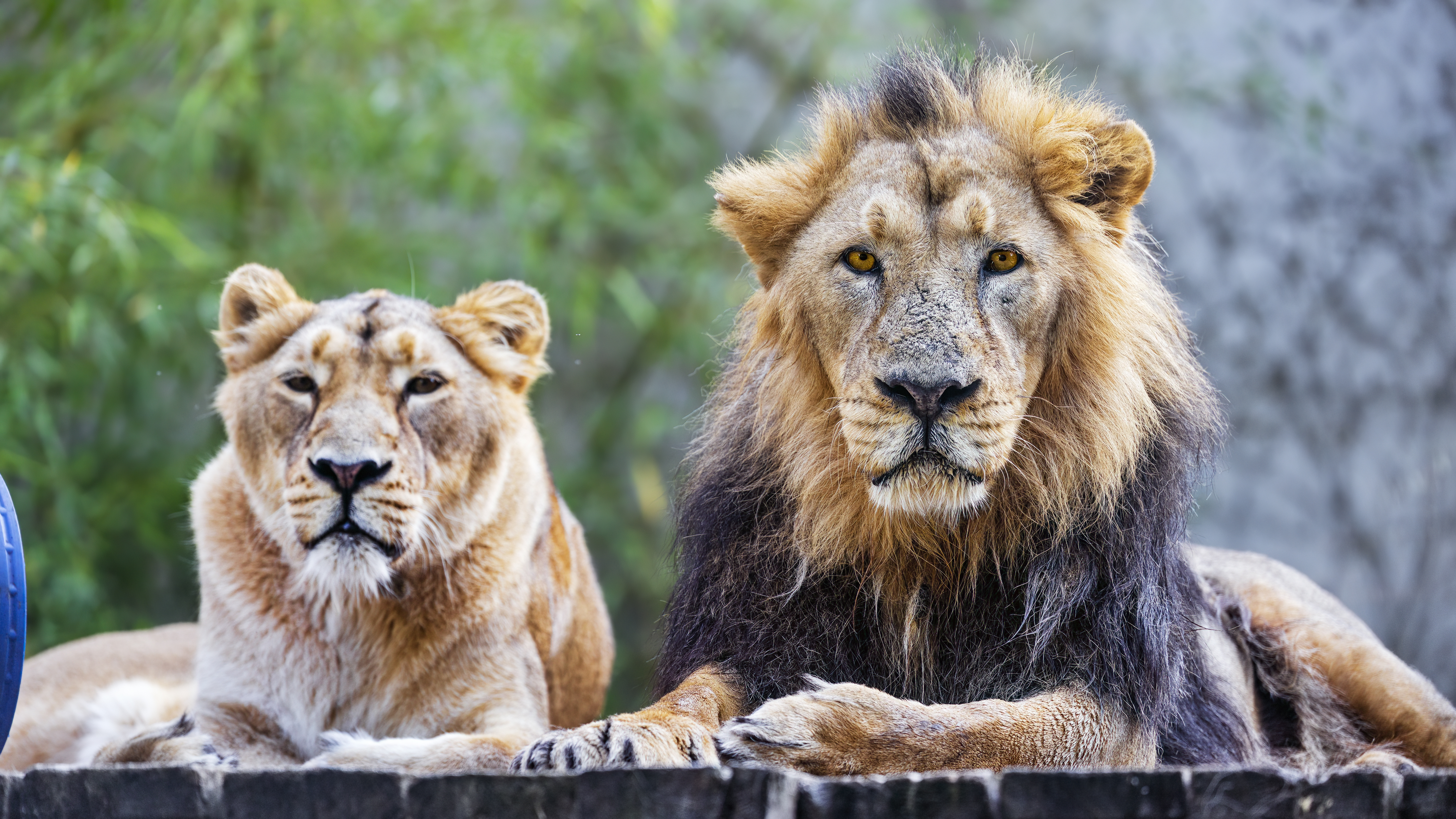 male and female lions lying next to each other