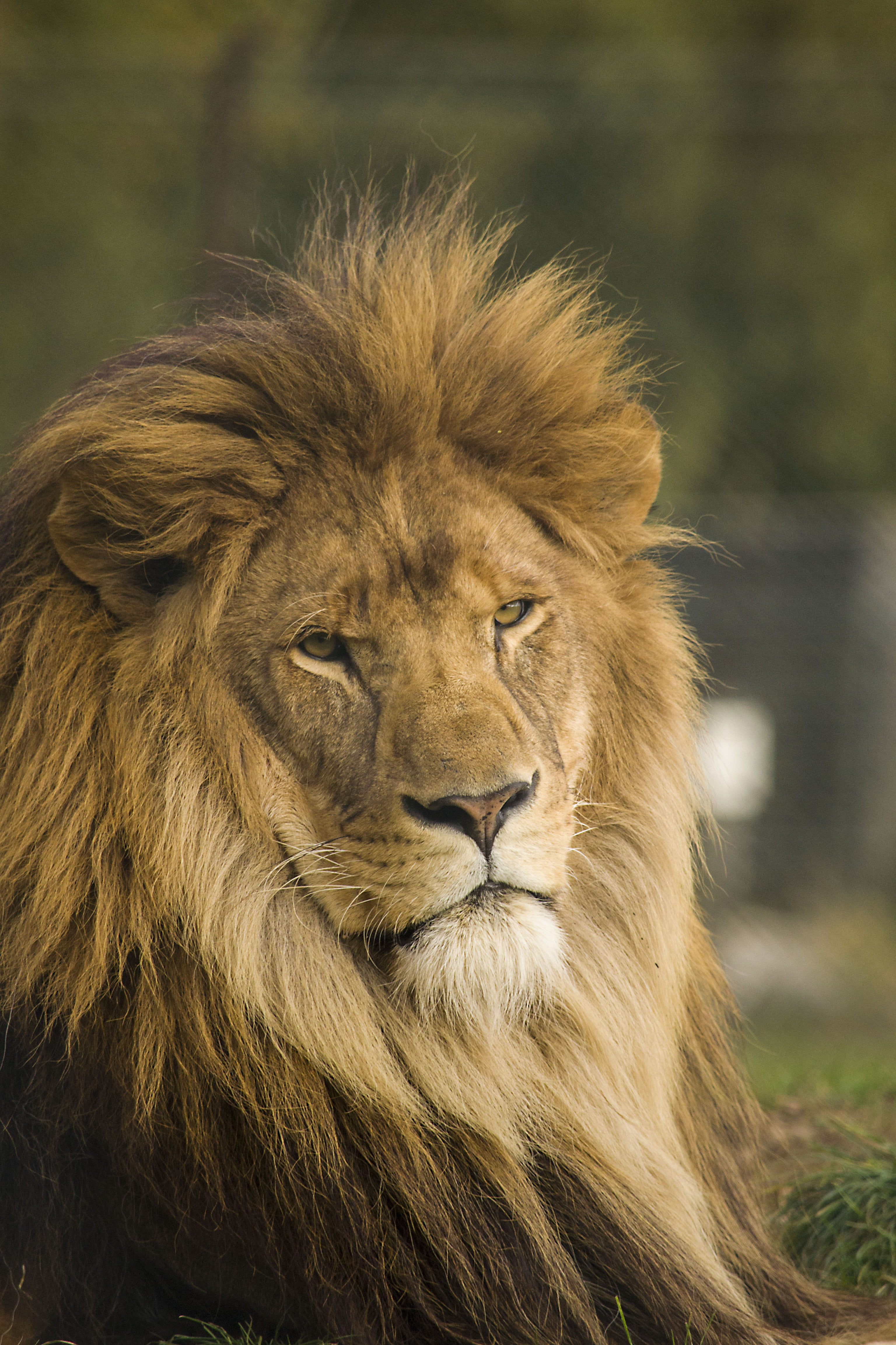male lion facing camera