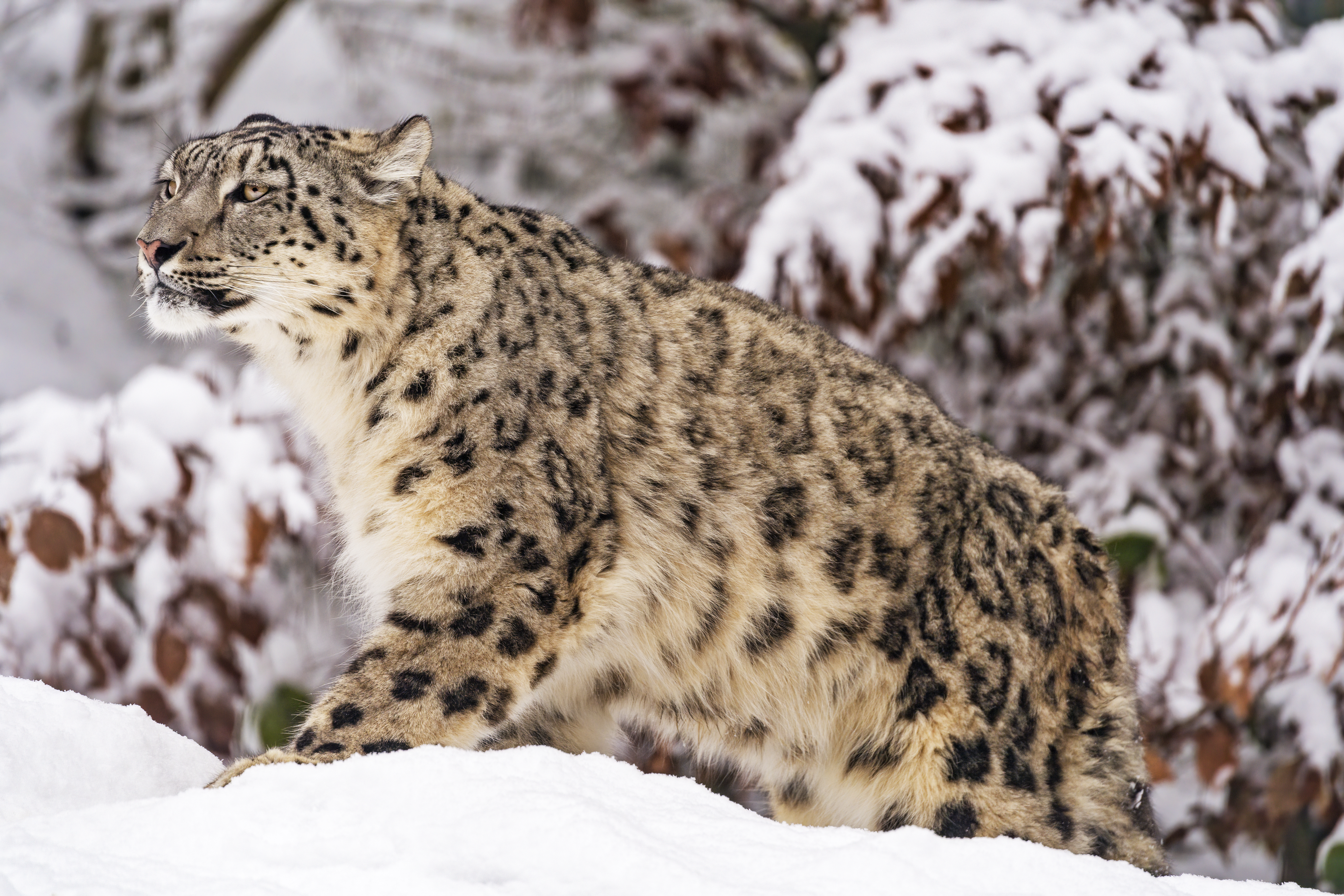 snow leopard in snow