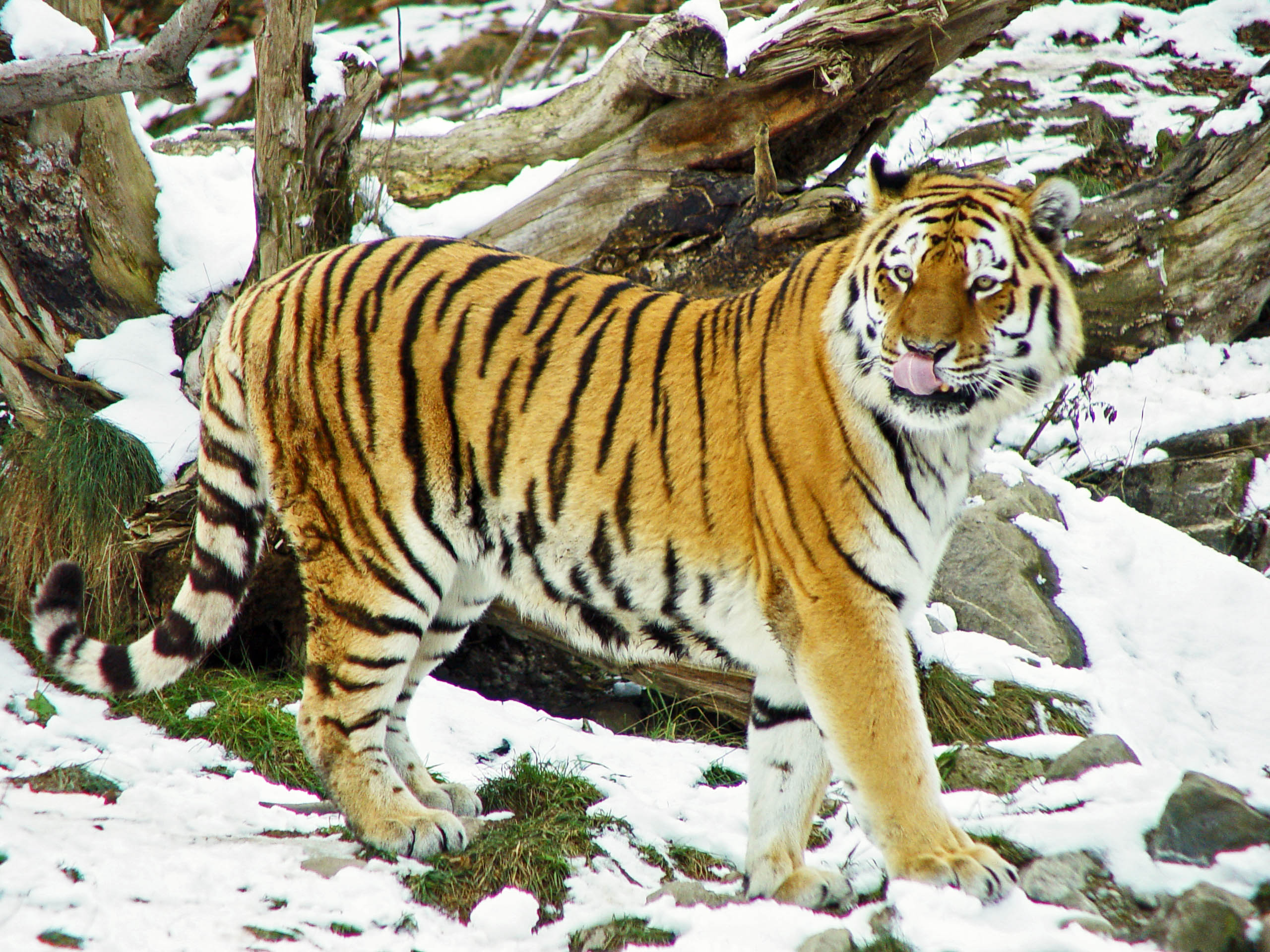 tiger in snow licking its nose